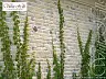 Искусственный камень White Hills Брюгге Брик 315-20 купить в "Строй-Ресурсе" Искусственный камень White Hills Брюгге Брик 315-20 купить в "Строй-Ресурсе"
